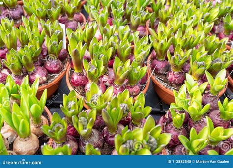 Narcissus Bulbs in a Garden Center. Stock Photo - Image of agricultural, narcissus: 113882548