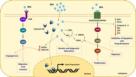 Mechanism of action of bisphenol A and associated cancer hallmarks ...