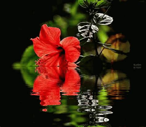 Reflective Red Flower red water flowers animated gif reflect reflective ...