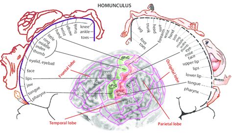 Motor strip part of the brain – Telegraph