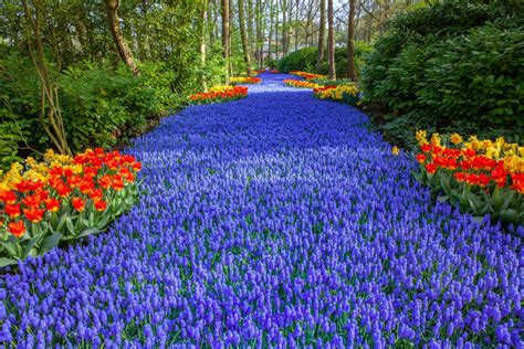 Keukenhof Flower Exhibit: Netherlands’ Most Spectacular Flower Garden ...