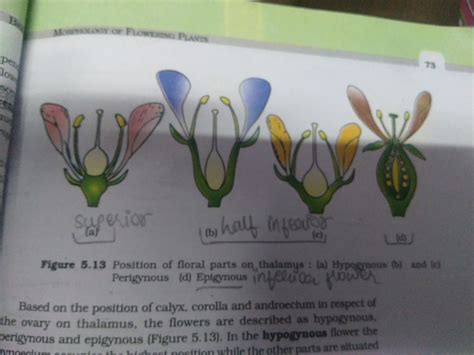 what are hypogynous perigynous and epigynous flowers - Biology - Morphology of Flowering Plants ...