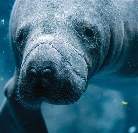 Florida manatee. Look at those eyes! | Manatee facts, Manatee, Manatee florida