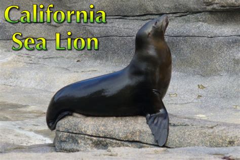 California Sea Lion Facts, Pictures, Video & In-Depth Info for Kids & Adults