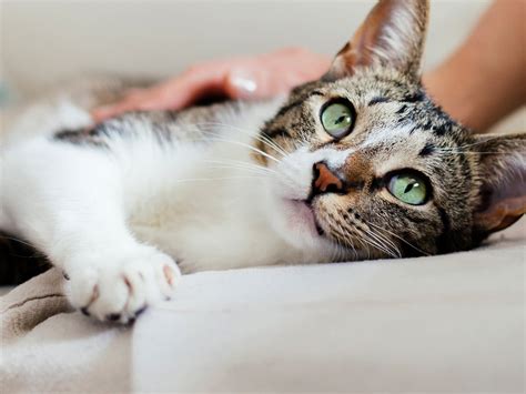 What is a Female Cat Called? | Spot Pet Insurance