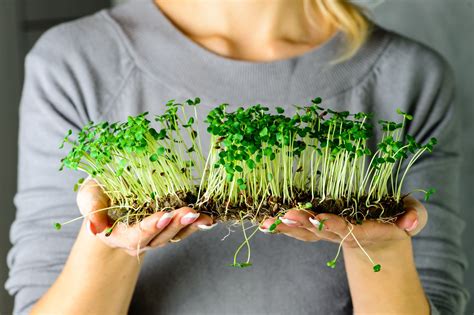 Microgreens: Big nutrients in a small plant | OSF HealthCare