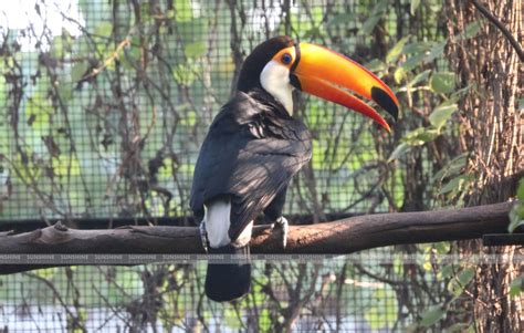 Toco Toucan | Sunshine BirdWorld