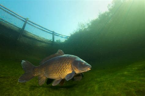 Common Carp - NDOW