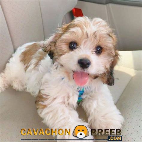 Best Cavachon Breeders Around The World - Cavachon Breed