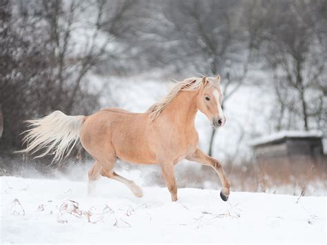 Winter Horse Wallpapers - Top Free Winter Horse Backgrounds - WallpaperAccess