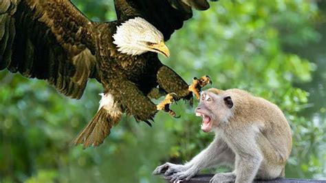 Sharp talons were used to punish the monkey for stealing the eagle's eggs.