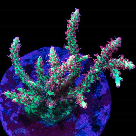 Tidal Gardens - Strawberry Shortcake Acropora