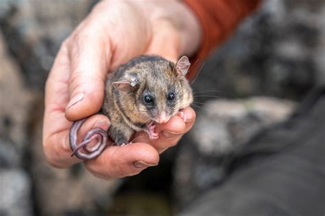 Kosciuszko pygmy-possums given ‘bogong biccies’ as a part of bushfire recovery - Australian ...