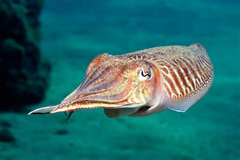 Enchanting Cuttlefish: Marvels of Nature's Masters