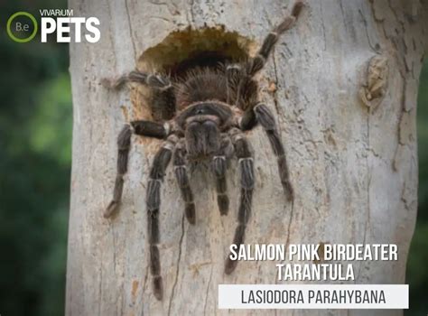 Lasiodora Parahybana: Salmon Pink Birdeater Tarantula Care