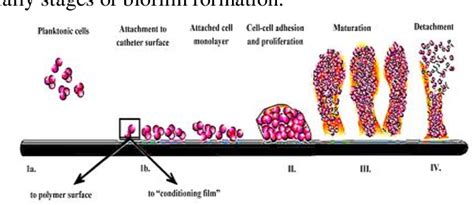 Figure 2 from Biofilm Formation by Enterococcus Faecalis and Enterococcus Faecium: Review ...