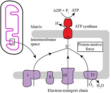 Using a simple diagram, describe briefly the proton motive force and how it is created ...