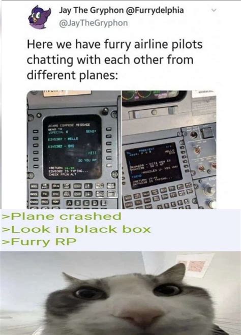 >Plane Crashed | Cat Looks Inside | Know Your Meme