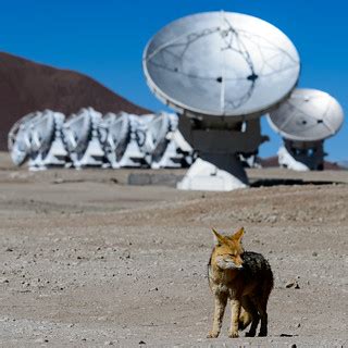 The ALMA fox | This fox lives at the ALMA Antenna Operation … | Flickr