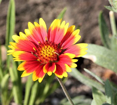 Indian Blanket Flower Free Stock Photo - Public Domain Pictures