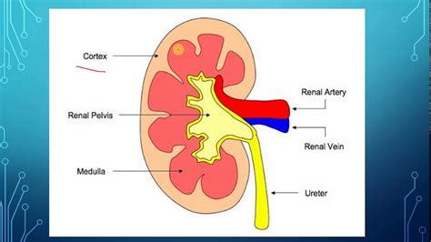 Labeled Diagram Of A Kidney