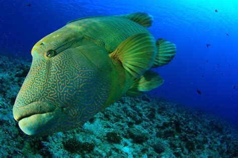 Humphead wrasse (Cheilinus undulatus)