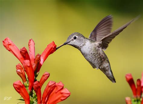 Plant Life: Pollination