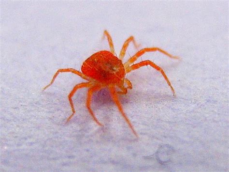 giant red spider!! | Flickr - Photo Sharing!
