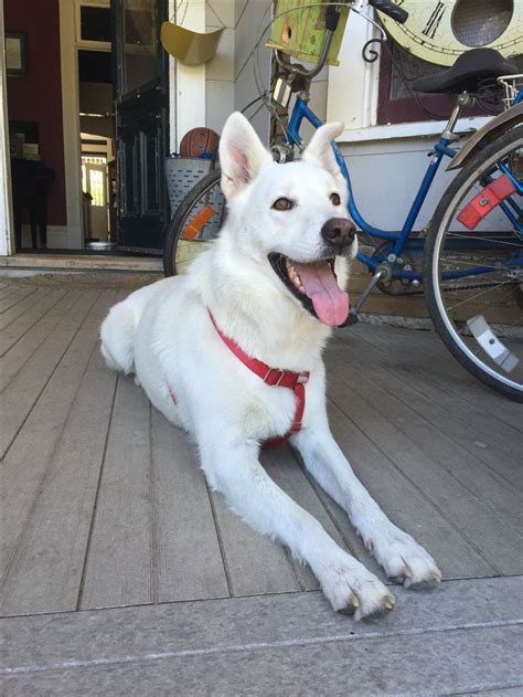 All white husky/German shepherd mix. Good temperament, but big personality! | White siberian ...