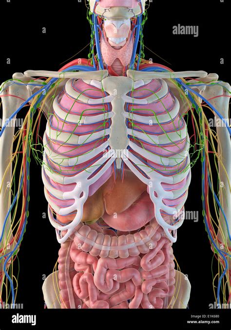 Human ribcage and internal organs computer artwork Stock Photo: 69878144 - Alamy