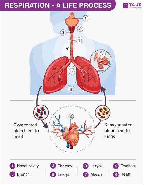 Respiration - Types and Process of Cellular Respiration in Humans