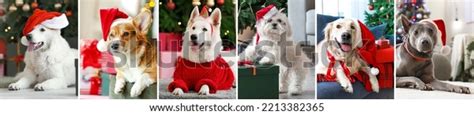 Collage Cute Dogs Santa Hats Home Stock Photo 2213382365 | Shutterstock