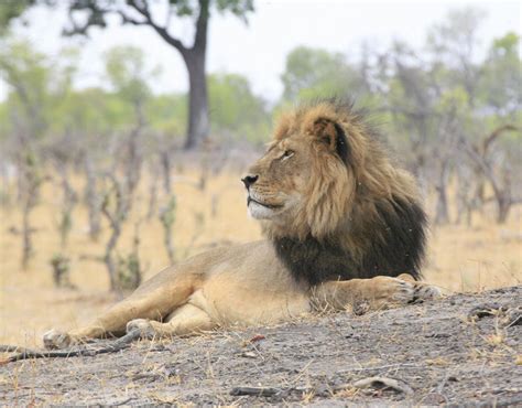 Cecil the Lion relaxes at Hwange National Park in Zimbabwe | Cecil the ...