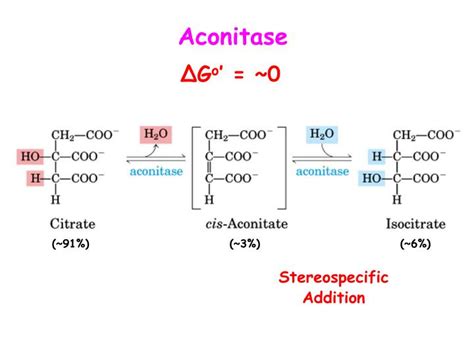 PPT - Citric Acid Cycle PowerPoint Presentation - ID:6238339