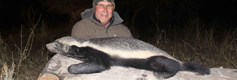 Hunting Honey Badger in South Africa - Somerby Safaris