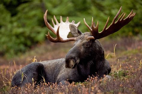 The Wildlife of Yellowstone National Park - Animals Network