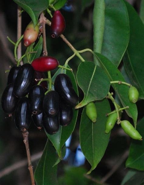 Polynesian Produce Stand : ~JAVA PLUM~ Syzygium cumini JAMBUL FRUIT TREE LIVE Starter Plant Potd ...