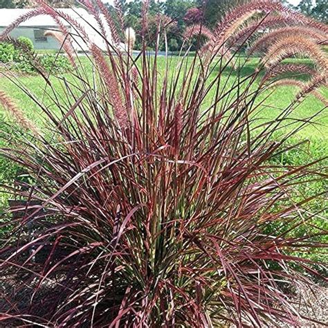 Pennisetum Setaceum 'Rubrum' (Purple Fountain Grass), 55% OFF