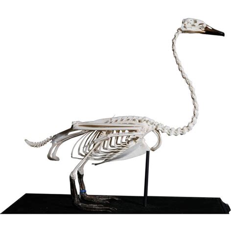 Full Body Skeleton of a Mute swan in Original Glass Case | Mute swan, Swan, Swan animal