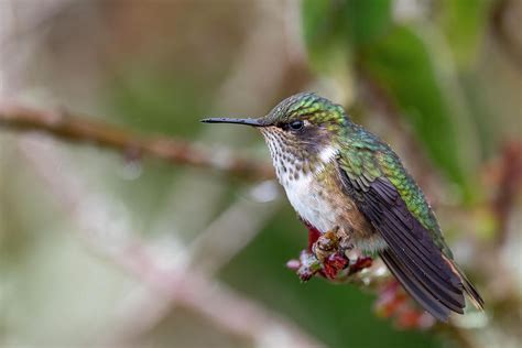 Volcano Hummingbird - 2021010801 Photograph by Mike Timmons