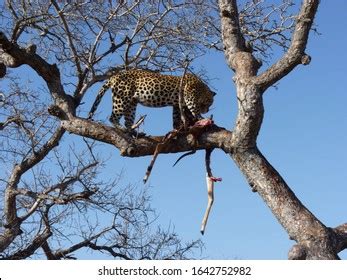 714 Leopard Eating Prey Images, Stock Photos & Vectors | Shutterstock