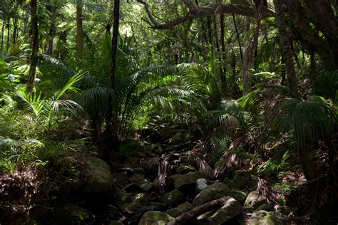 Download Rainforest Nature Jungle HD Wallpaper