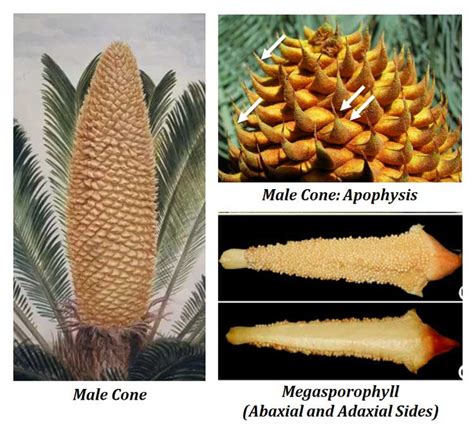 Gymnosperm Cone Male Vs Female