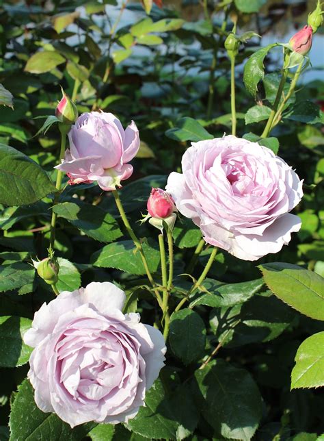 Roses Pourpre - Photo gratuite sur Pixabay