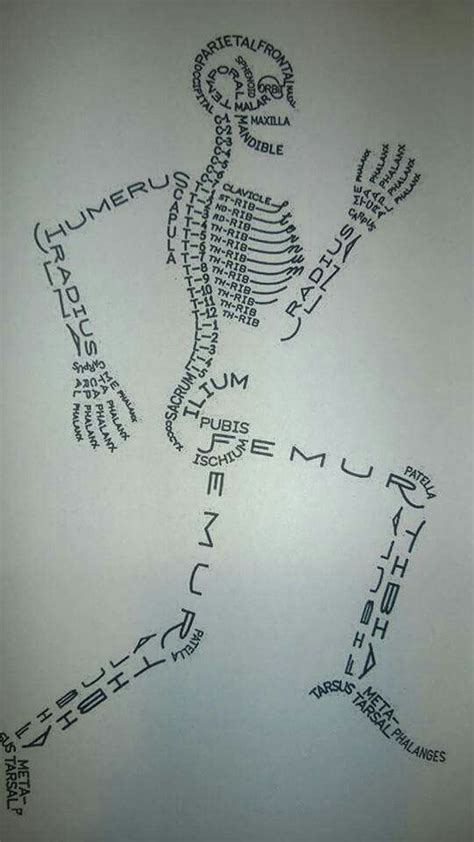 Bones of the human body | Human Anatomy - Quizizz