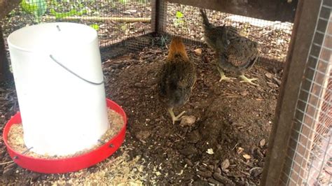 Predator Proof Chicken Coop Essentials You Need To Know - From Scratch Farmstead