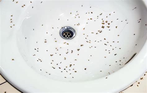 How To Get Rid of Drain Flies — Fast Method ‐ Big Blue Plumbing