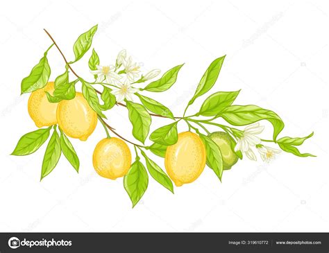 Lemon tree branch Stock Vector Image by ©ElenaBesedina #319610772