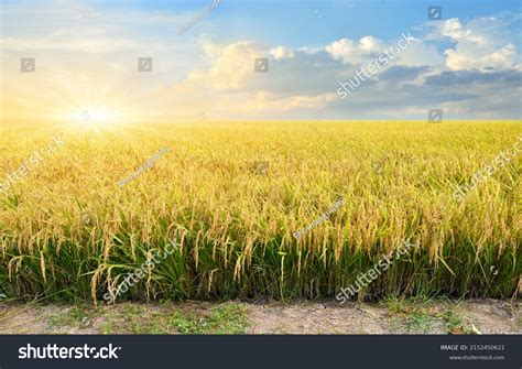 391,702 Harvest Rice Field Images, Stock Photos & Vectors | Shutterstock