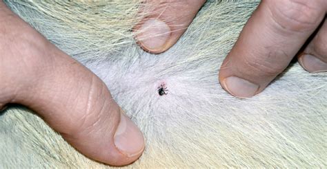 Can Dogs Get Fleas Or Ticks In The Winter